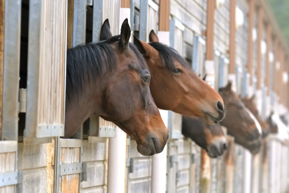 Pension de chevaux près de Honfleur